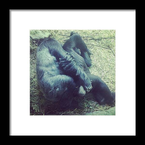 Gorillas Framed Print featuring the photograph Gorillas Spooning. #seattle by Ashley Brandt