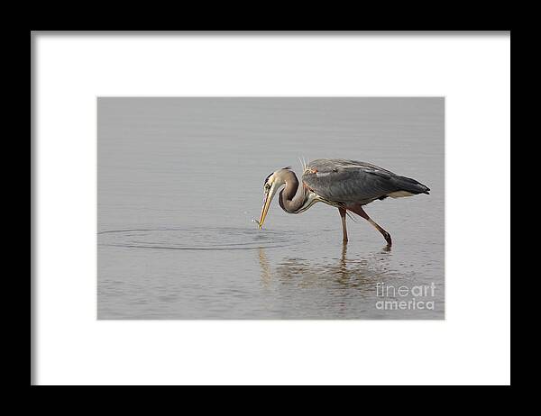 Animal Framed Print featuring the photograph Got Him by Robert Frederick