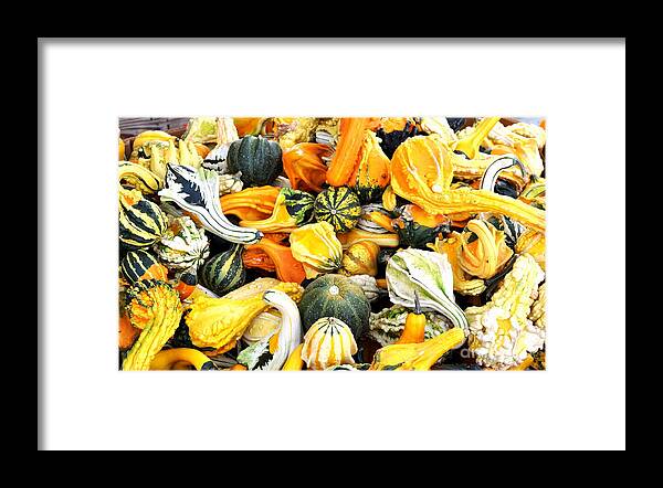Gourd Framed Print featuring the photograph Gourds and Squash by Tatyana Searcy