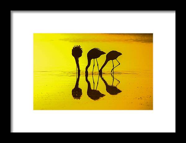 Africa Framed Print featuring the photograph Graceful gathering by Alistair Lyne