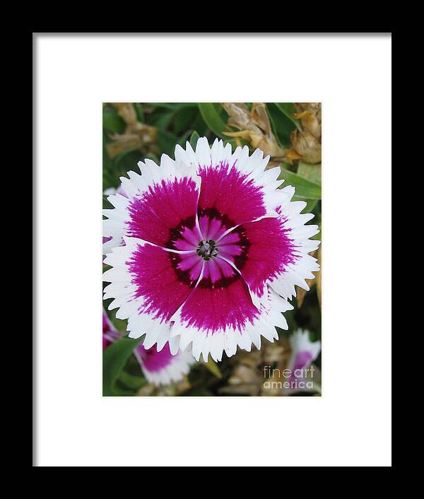 Flower Framed Print featuring the photograph Graciousness by Holy Hands