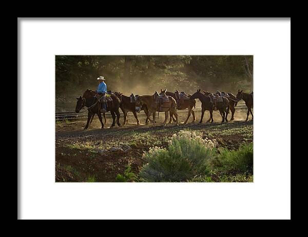 Mules Framed Print featuring the photograph Grand Canyon Mules by Tom Singleton