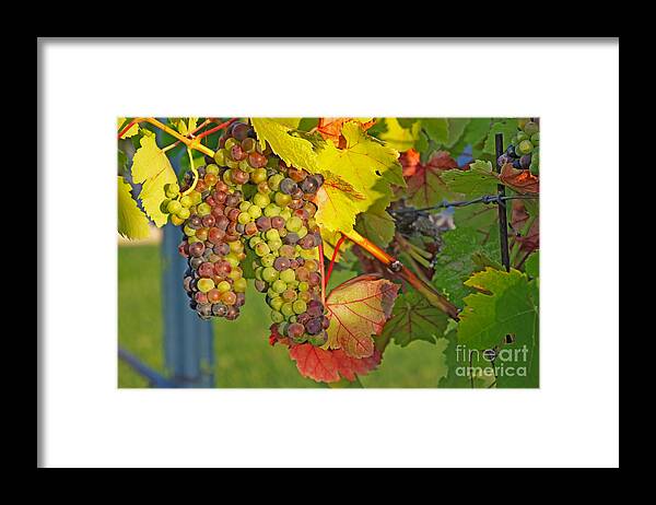 Wine Grapes Framed Print featuring the photograph Grapes in the Sun by Paul Topp