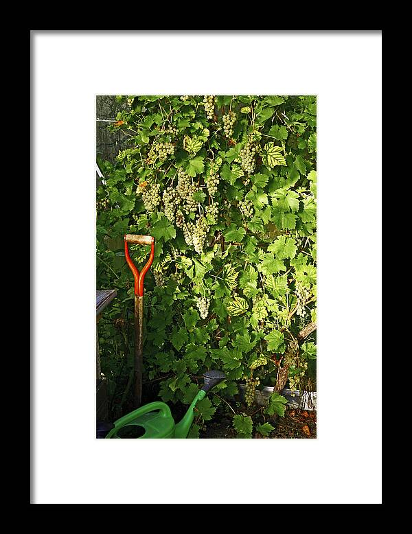 Vitis Sp. Framed Print featuring the photograph Grapevine In A Greenhouse by Bjorn Svensson