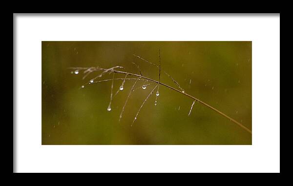 Africa Framed Print featuring the photograph Grassdrops by Alistair Lyne