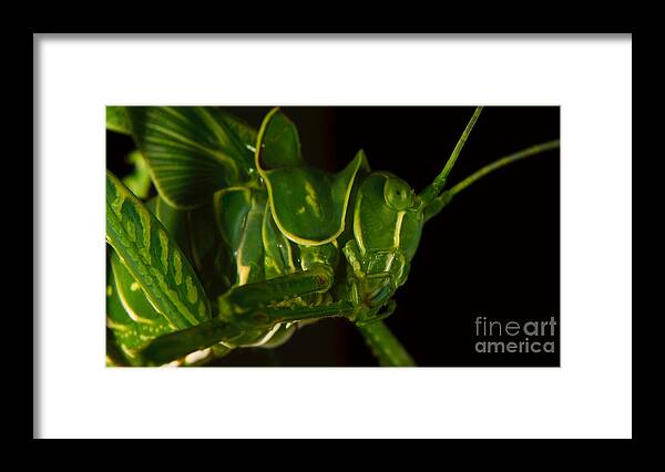 Grasshopper Framed Print featuring the photograph Grasshopper face by Mareko Marciniak