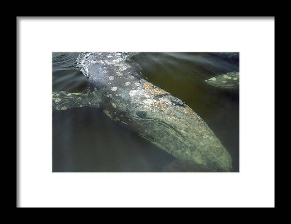 00117017 Framed Print featuring the photograph Gray Whale Filter Feeding Clayoquot by Flip Nicklin