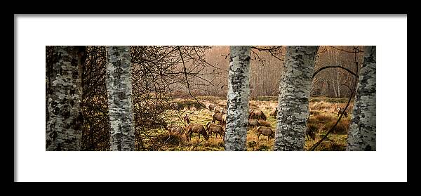 Elk Framed Print featuring the photograph Grazefest by Randy Wood