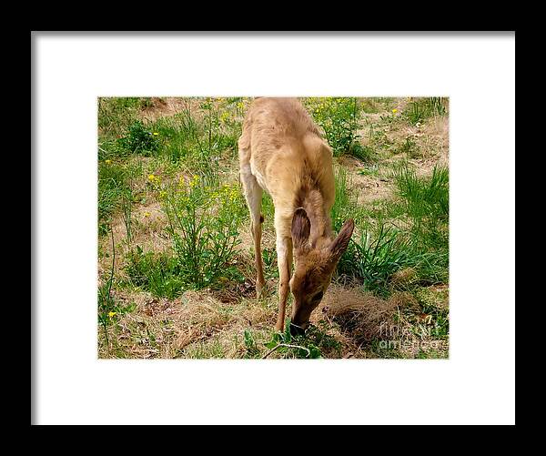 Deer Framed Print featuring the photograph Grazing by Art Dingo