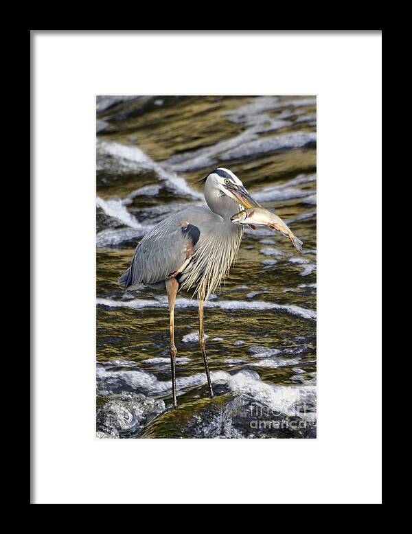 Juvenile Great Blue Heron Framed Print featuring the photograph Great Blue Heron and Fish by Ilene Hoffman