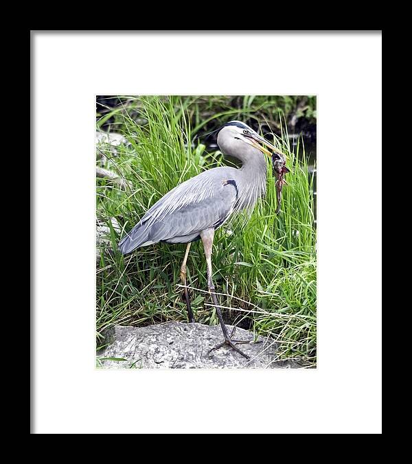 Juvenile Great Blue Heron Framed Print featuring the photograph Great Blue Heron Catches Dinner-1 by Ilene Hoffman