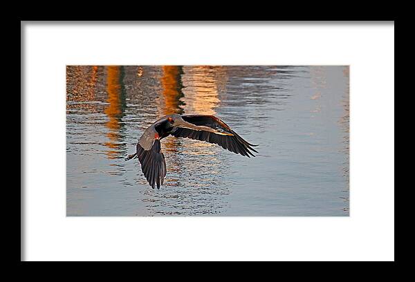 Nature Framed Print featuring the photograph Great Blue Heron in Flight by Brian Wright