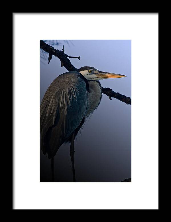 Great Blue Heron Framed Print featuring the photograph Great Blue Heron in the Tree by Dorothy Cunningham