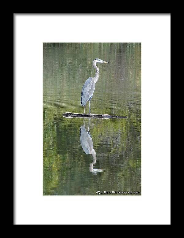 Great Blue Heron Framed Print featuring the mixed media Great Blue Heron on Lake Chipican by Bruce Ritchie