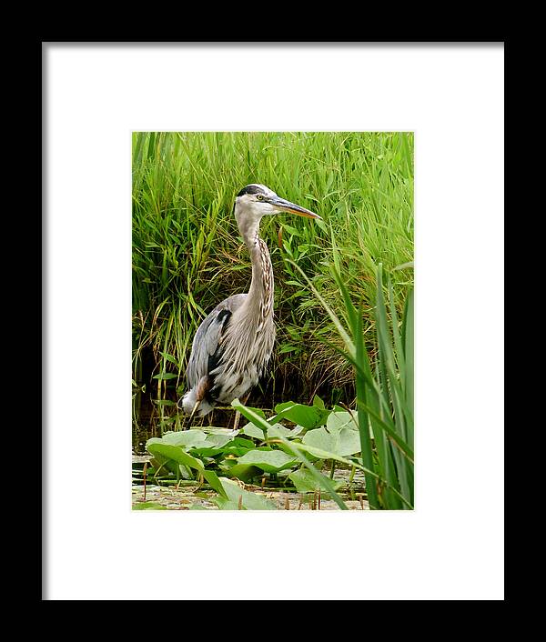 Heron Framed Print featuring the photograph Great Blue Heron Walking by Azthet Photography
