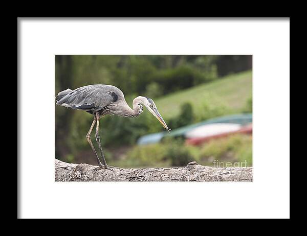 Great Blue Heron Framed Print featuring the photograph Great Blue Heron with Dragonfly in Mouth by Ilene Hoffman