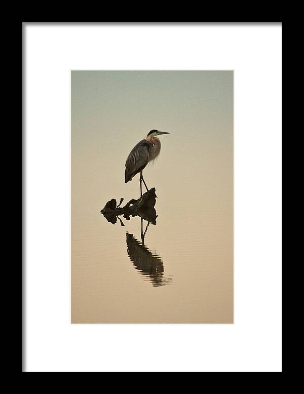 Great Blue Heron Framed Print featuring the photograph Great Blue reflection by Kelley Nelson