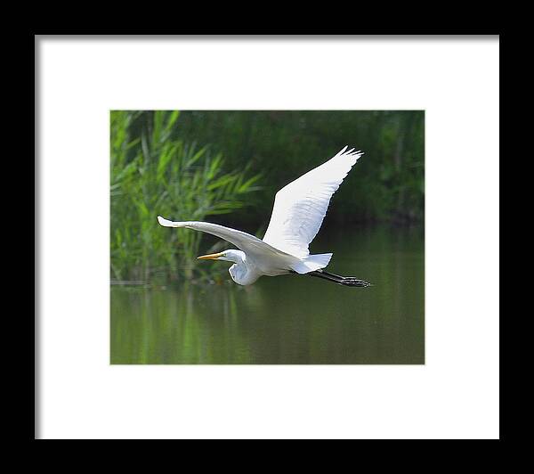 Great Egret Framed Print featuring the photograph Great Egret  by Rodney Campbell
