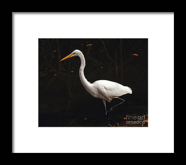 Egret Framed Print featuring the photograph Great Egret Hunting by Art Whitton