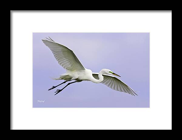 Sky Framed Print featuring the photograph Great Egret in Breeding Plumage by Fred J Lord