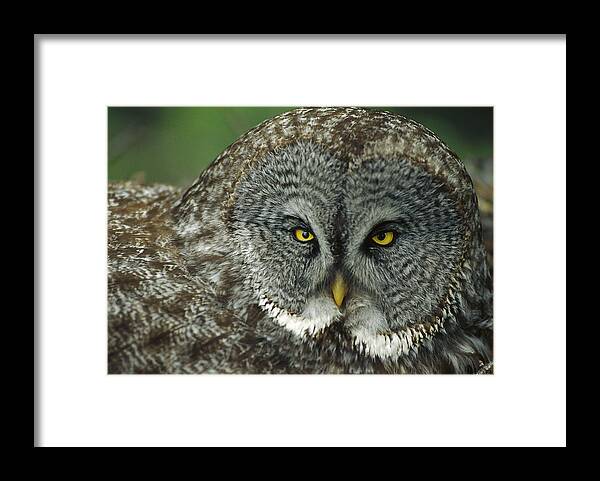 Mp Framed Print featuring the photograph Great Gray Owl Strix Nebulosa Portrait by Michael Quinton