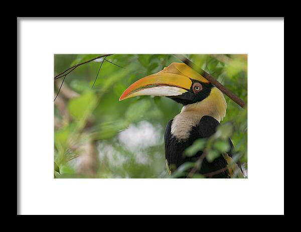 Mp Framed Print featuring the photograph Great Hornbill Buceros Bicornis Adult by Cyril Ruoso