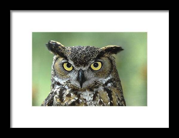 Bubo Virginianus Framed Print featuring the photograph Great Horned Owl Bubo Virginianus by San Diego Zoo