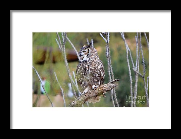 Owl Framed Print featuring the photograph Great Horned Owl III by Donna Greene
