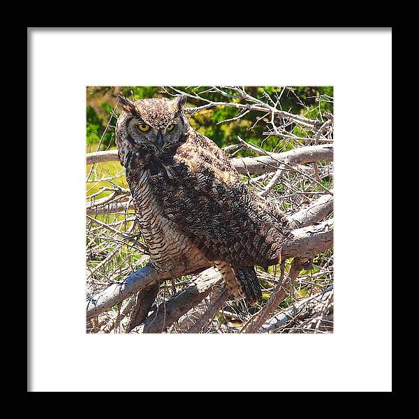 Owl Framed Print featuring the photograph Great Horned Owl by Joseph Urbaszewski