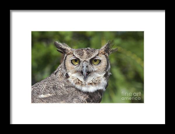 Wildlife Framed Print featuring the photograph Great Horned Owl by Keith Kapple
