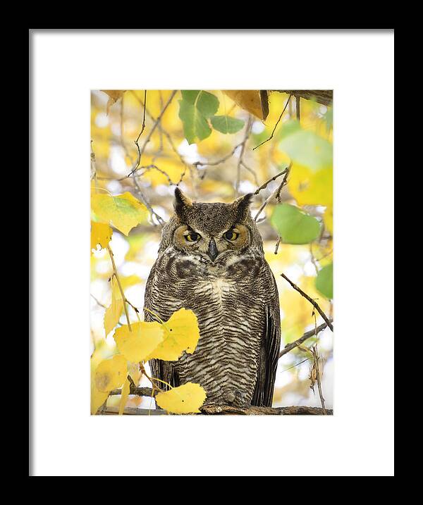 Great Horned Owl Framed Print featuring the photograph Great Horned Owl by Saija Lehtonen