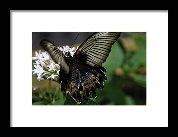 Great Mormon Framed Print featuring the photograph Great Mormon Butterfly by Perla Copernik