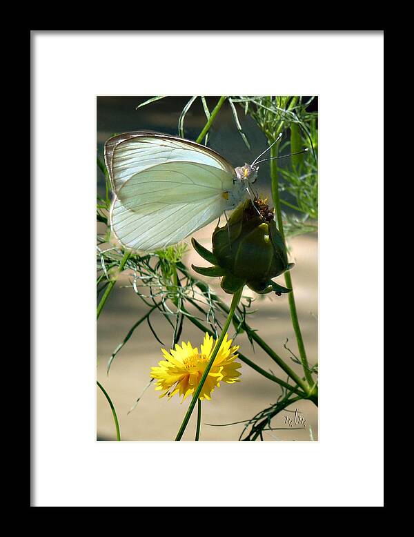 Butterfly Framed Print featuring the photograph Great Southern White Butterfly by Marie Morrisroe