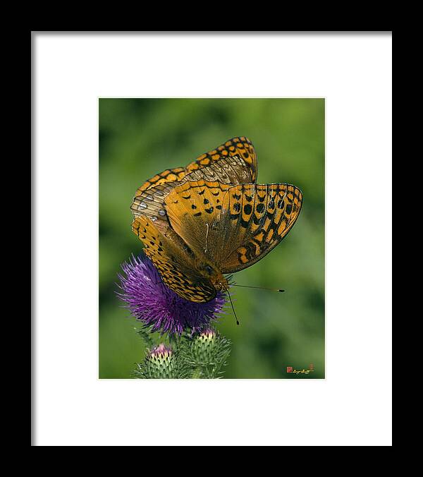 Nature Framed Print featuring the photograph Great Spangled Fritillaries on Thistle DIN108 by Gerry Gantt