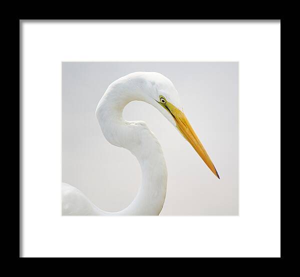 Great White Egret Framed Print featuring the photograph Great White Egret in Deep Thought by Paulette Thomas