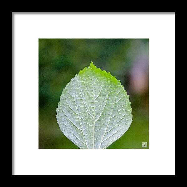 Instanature Framed Print featuring the photograph Green & Love #beauty #green #leaf #love by The Art.box