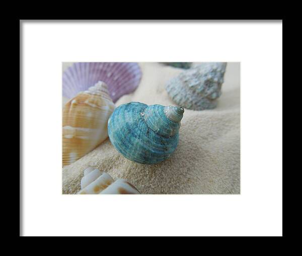 Shell Framed Print featuring the photograph Green-blue Shell in the Sand by Chad and Stacey Hall