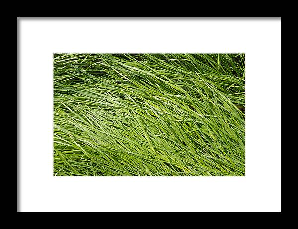 Grass Framed Print featuring the photograph Green Grass by Matthias Hauser