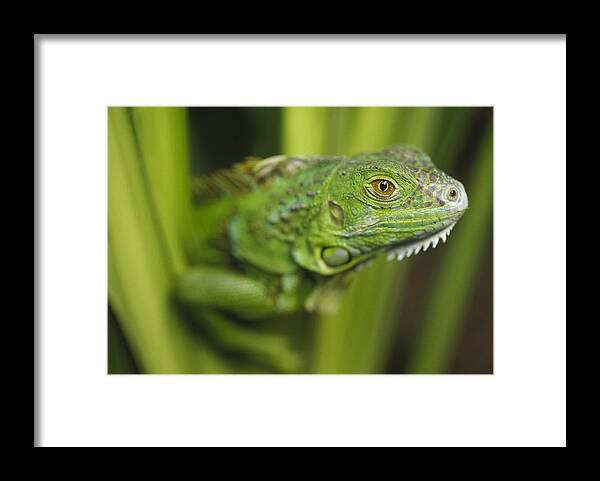 Mp Framed Print featuring the photograph Green Iguana Amid Green Leaves Roatan by Tim Fitzharris