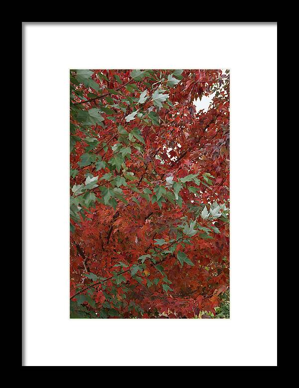 Maple Framed Print featuring the photograph Green Leaves Against Red Leaves by Mick Anderson