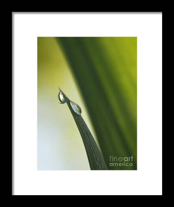 Dews Framed Print featuring the photograph Green line in the droplet by Yumi Johnson