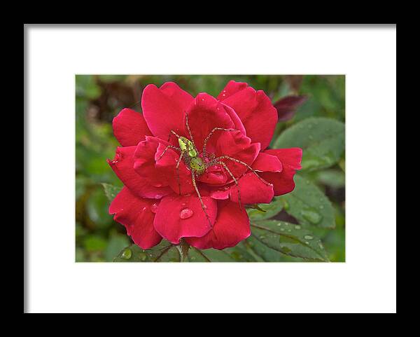 America Framed Print featuring the photograph Green Lynx Spider 8587 3256 by Michael Peychich