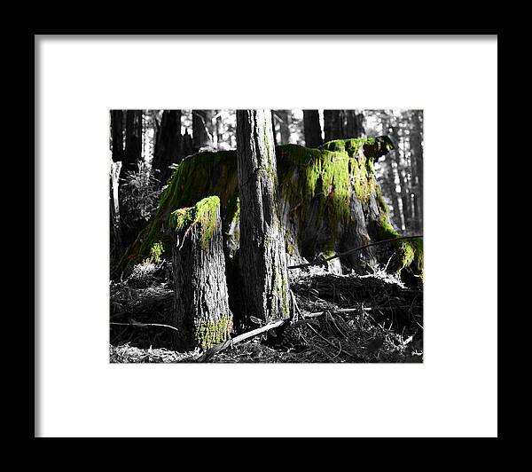 Moss Framed Print featuring the photograph Green Perspective by Matt Hanson