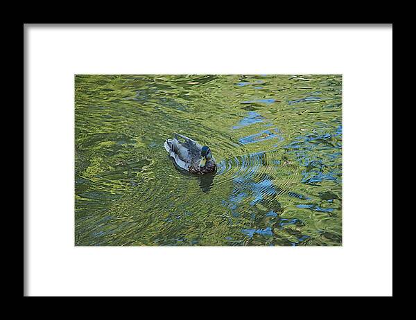 Duck Framed Print featuring the photograph Green Pool by Joseph Yarbrough