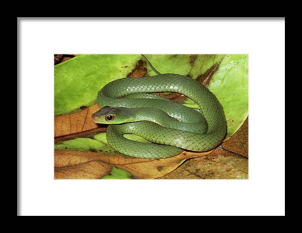 Mp Framed Print featuring the photograph Green Racer Drymobius Melanotropis Amid by Michael & Patricia Fogden
