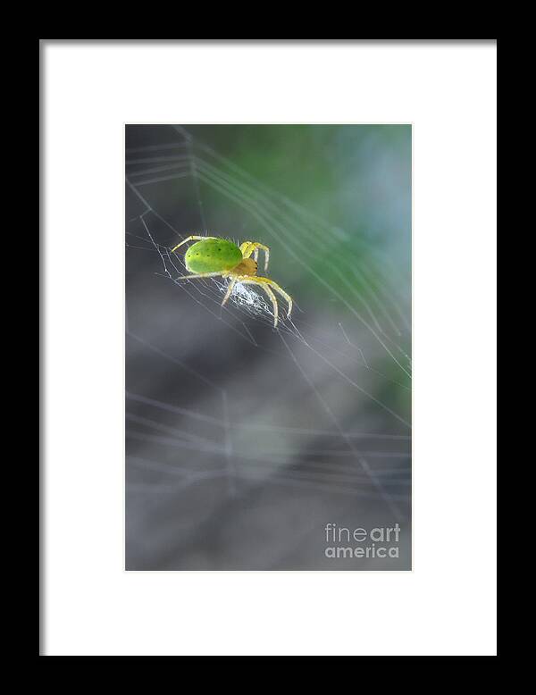 Yhun Suarez Framed Print featuring the photograph Green Spider 1.0 by Yhun Suarez