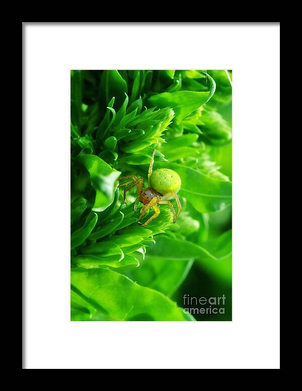 Yhun Suarez Framed Print featuring the photograph Green Spider 2.0 by Yhun Suarez