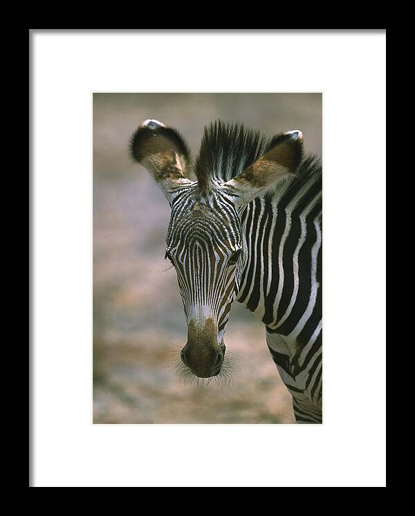 Flpa Framed Print featuring the photograph Grevys Zebra Equus Grevyi Foal, Kenya by Martin Withers