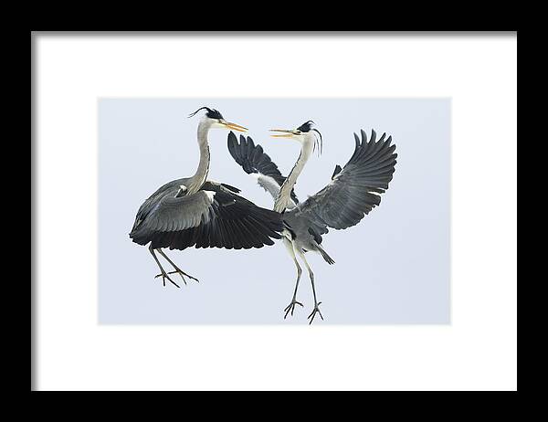 Mp Framed Print featuring the photograph Grey Heron Ardea Cinerea Pair Fighting by Konrad Wothe
