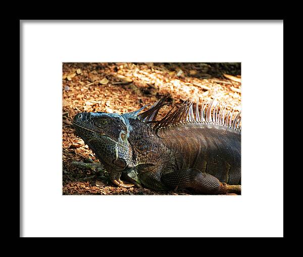 Iguana Framed Print featuring the photograph Grey Iguana by Vijay Sharon Govender